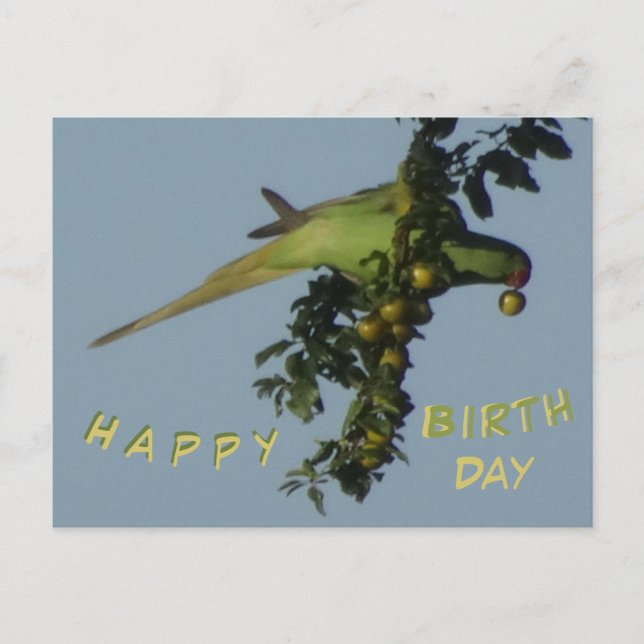 Rose-Ringed Parakeet eating Birthday Postcard (Front)
