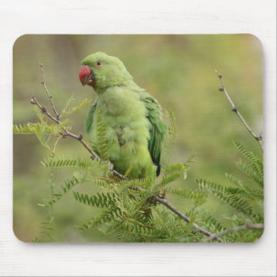 Rose-ringed Parakeet Mouse Mat
