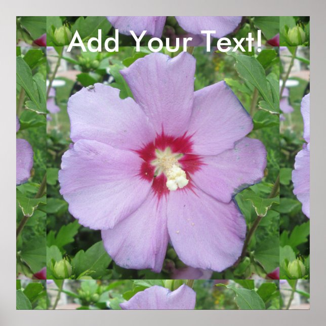 Rose Sharon Purple Red Poster (Front)