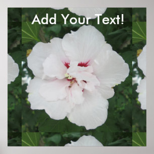 Rose Sharon White Red Poster