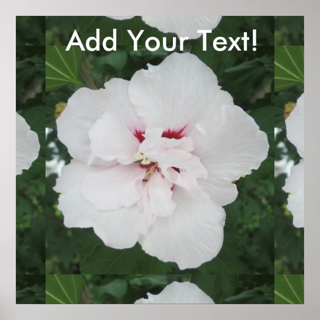 Rose Sharon White Red Poster (Front)