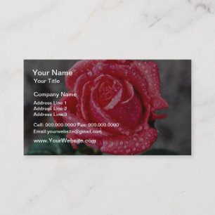 Rose, Shropshire Garden, after rain flowers Business Card