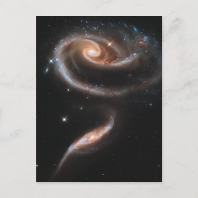 Rose Spiral Galaxies Postcard (Front)
