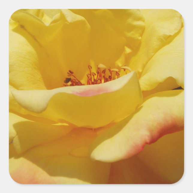 Rose Square Stickers (Front)