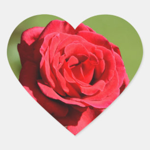 Rose Stickers