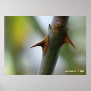 Rose Thorns Poster