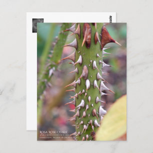 Rose Thorns: Rosa Rose Osaka ポストカード Postcard