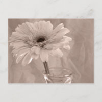 Rose Tinted Daisy