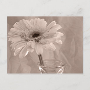 Rose Tinted Daisy Postcard
