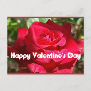 Rose Valentine's Day   Blue Beach Song™ Postcard