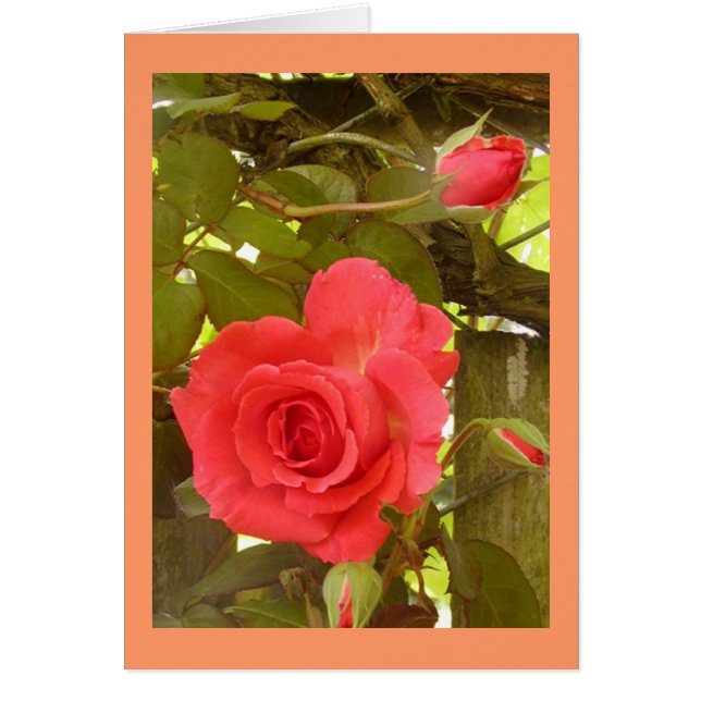 Rose Vine Peach colour (Front)