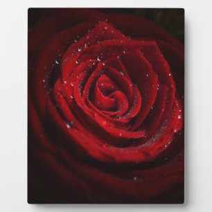 Rose Vines Heart Pattern Flower Peace Love Destiny Plaque