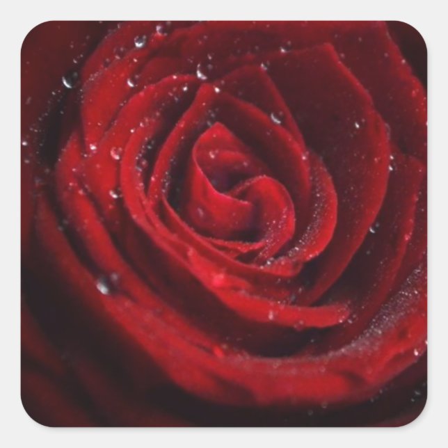 Rose Vines Heart Pattern Flower Peace Love Destiny Square Sticker (Front)
