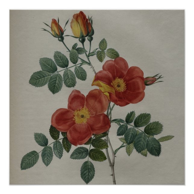 Rose Vintica Poster (Front)