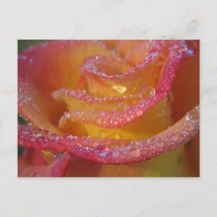 Rose Water Postcard