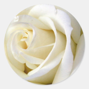 Rose White Classic Round Sticker