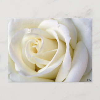 Rose White Postcard