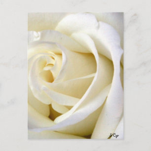 Rose White Postcard