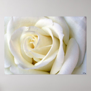 Rose White Poster, S Cyr Poster