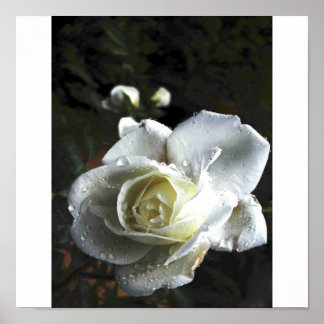 rose,white,raindrops poster