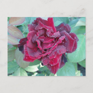 Rose with morning-dew postcard