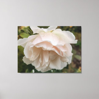 Rose with raindrops canvas print