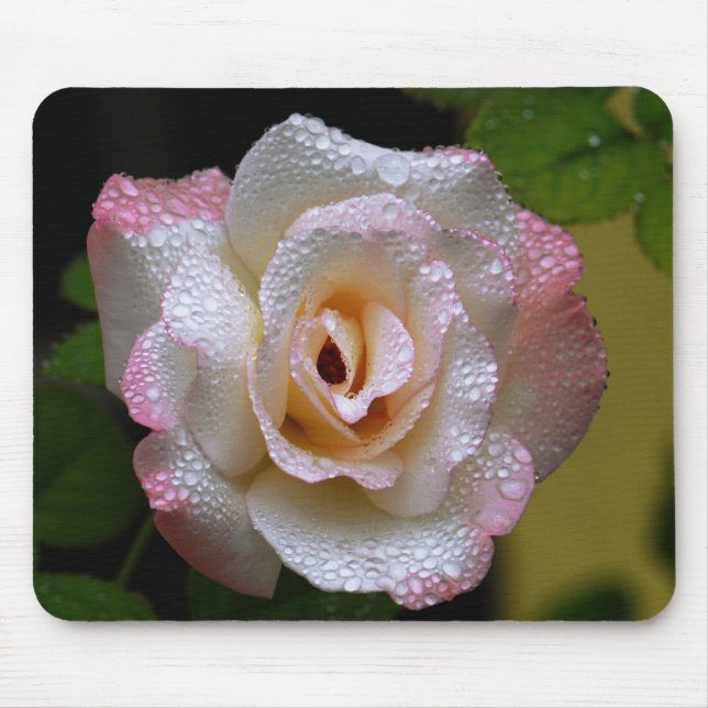 Rose With Raindrops Mouse Mat (Front)