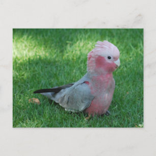Roseate Cockatoo Postcard