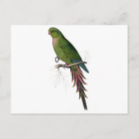 Roseate Parrakeet by Edward Lear