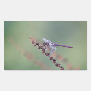 Roseate Skimmer Dragonfly Rectangular Sticker