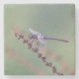 Roseate skimmer dragonfly stone coaster