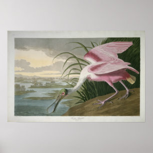 Roseate Spoonbill, 1836 Print