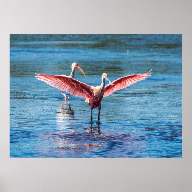 Roseate Spoonbill 28 x 20 Archival Heavy Wgt Paper Poster (Front)