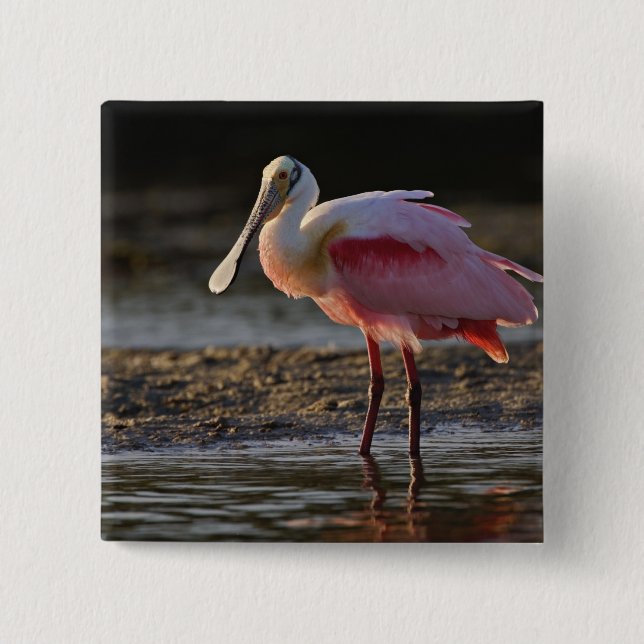 Roseate Spoonbill, Ajaia ajaja, Ding Darling 15 Cm Square Badge (Front)