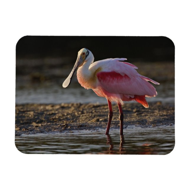 Roseate Spoonbill, Ajaia ajaja, Ding Darling Magnet (Horizontal)