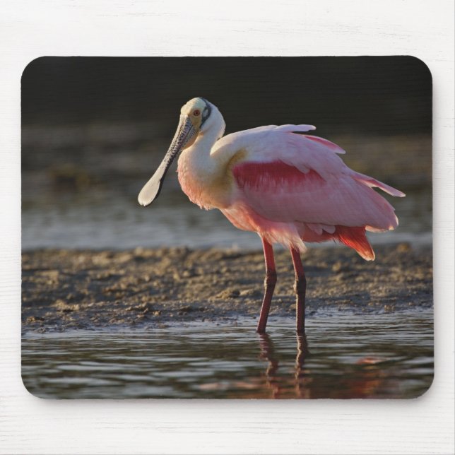 Roseate Spoonbill, Ajaia ajaja, Ding Darling Mouse Mat (Front)