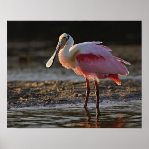 Roseate Spoonbill, Ajaia ajaja, Ding Darling Poster