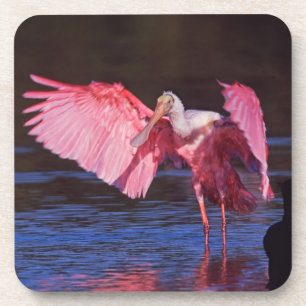 Roseate Spoonbill (Ajaia ajaja) with Cormorant Coaster