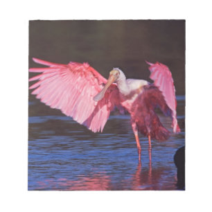 Roseate Spoonbill (Ajaia ajaja) with Cormorant Notepad