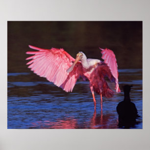 Roseate Spoonbill (Ajaia ajaja) with Cormorant Poster