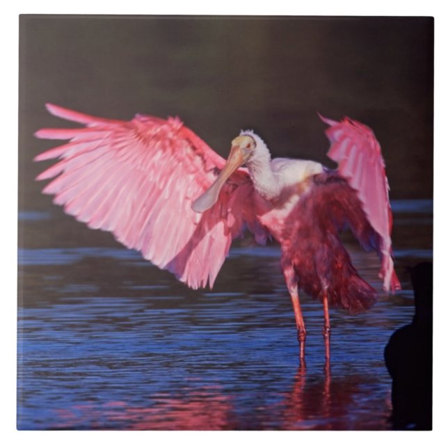 Roseate Spoonbill (Ajaia ajaja) with Cormorant Tile (Front)