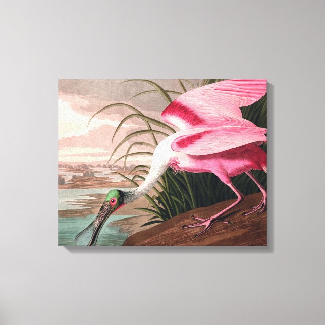 Roseate Spoonbill Audubon Bird Wildlife Canvas Print (Front)