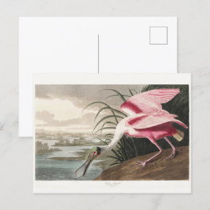 Roseate Spoonbill Audubon Bird Wildlife Painting Postcard