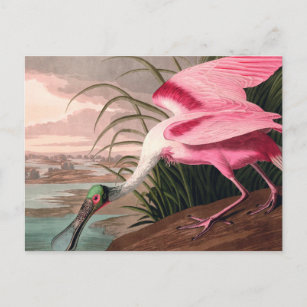 Roseate Spoonbill Audubon Bird Wildlife Postcard