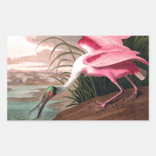 Roseate Spoonbill Audubon Bird Wildlife Rectangular Sticker