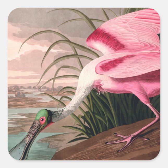 Roseate Spoonbill Audubon Bird Wildlife Square Sticker (Front)