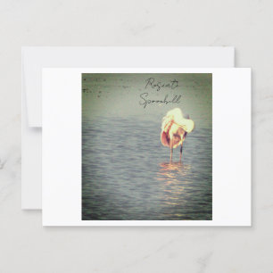 Roseate Spoonbill Bird Photo Postcard