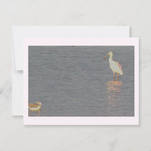 Roseate Spoonbill Bird Postcard 