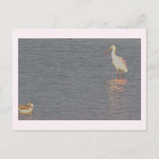 Roseate Spoonbill Bird Postcard  (Front)