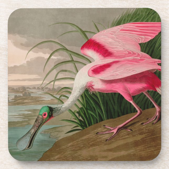 Roseate Spoonbill Birds of America Audubon Print Coaster (Front)
